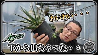 【アガベ】下から出ちゃった・・・仔株救出！【園芸】【多肉植物】 [upl. by Roumell]