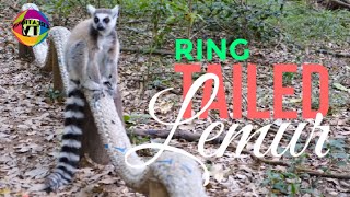 RING TAILED LEMUR [upl. by Hultgren252]