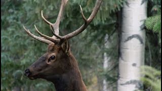 Découverte  Le bois des cervidés [upl. by Eirol371]