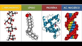 ¿Qué son las BIOMOLÉCULAS monómeros y polímeros BIOLOGÍA ICFES preuniversitario🤓 [upl. by Dunn825]