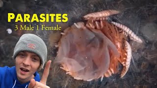 Shrimp Parasites 3 Males 1 Female Shorts [upl. by Adina166]