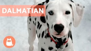 All About the DALMATIAN  Traits and Training [upl. by Ocisnarf408]