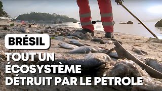 Brésil  tout un écosystème détruit par le pétrole [upl. by Elisa]