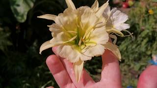 Ismene  Hymenocallis quotSulphur Queenquot the most fragrant Peruvian Daffodil  Spider Lily I own [upl. by Thill]