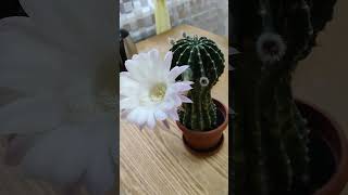 КАКТУС ЭХИНОПСИС Cactus Echinópsis 2 Shorts [upl. by Aerdnua797]