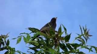 Mierla cantand Blackbird singing Turdus merula song [upl. by Meli]