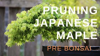 Pruning Japanese Maple PreBonsai Material [upl. by Witcher741]