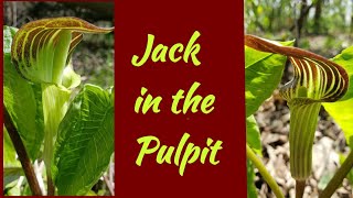 Jack in the Pulpit [upl. by Mutat]