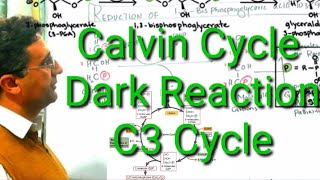 Dark Reaction of photosynthesis Calvin Cycle very well explained [upl. by Hehre519]