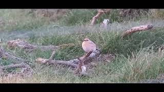 Isabelline Wheatear Southwold 2023 [upl. by Gamin683]