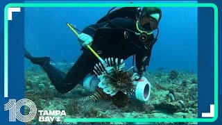 FWC announces 2024 Lionfish Challenge Tournament [upl. by Reube575]