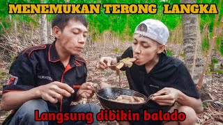 BERPETUALANG MENEMUKAN JAMUR KUPING DAN TERONG LANGKA [upl. by Dowski495]