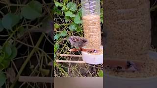 Diy Bird feeder  How to make easy diy bird feeder shorts [upl. by Annaeiluj374]