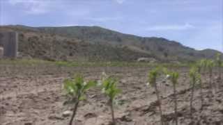 Apple Root Stock Nursery WA State [upl. by Drazze]