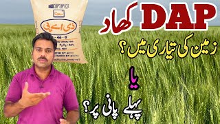 The ideal time and method for DAP fertilizer application in wheat crop  Abid Ali Agrarian [upl. by Hannasus]