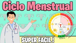 CICLO MENSTRUAL  Fases del ciclo menstrual  HORMONAS OVULACION MENSTRUACION  Mejor explicado [upl. by Krishnah240]