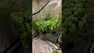 Monster Italian Basil Plant UPDATE garden shorts [upl. by Enwahs]