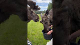 İsveç’te geyik safari II🎈sweden isveç geyik moose safari nature älgsafari gårdsjö travel [upl. by Alyar]