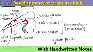 Development of brain in Chick  Developmental Biology  Readymade notes for exam [upl. by Attalanta]