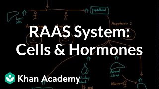 General overview of the RAAS system Cells and hormones  NCLEXRN  Khan Academy [upl. by Leith]