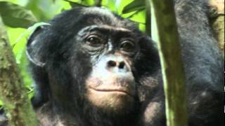 Bonobos  die sanften Vettern der Schimpansen [upl. by Calvano]