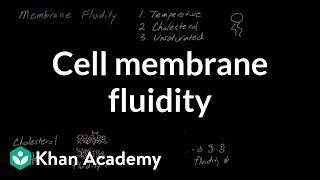 Cell membrane fluidity  Cells  MCAT  Khan Academy [upl. by Assirt]