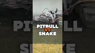 Kon Jeetega ye khatarnak☠️ ladai 🐍❌️🐕 Jhansi pitbull snake fight amanandbully [upl. by Esinel]