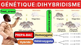 SVTDIHYBRIDISMETestcrosshomozygoteHétérozygotedominancecomplete [upl. by Aneehc]