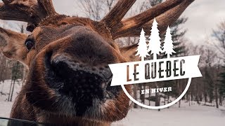 LÉA CAMILLERI  LE QUÉBEC avec Little Gypsy [upl. by Farmer]