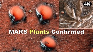 MARS Plants Confirmed 4K NASA Disclosure  ArtAlienTV R [upl. by Eldnek]