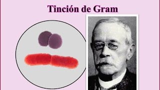 Fundamento y método de la tinción de Gram [upl. by Johnson575]