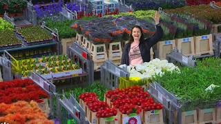 Royal FloraHolland  Flower Auction [upl. by Namad]