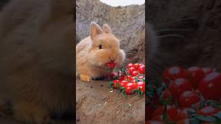 小兔子吃番茄吃的嘴嘟嘟的😗。The rabbit looks so cute eating tomatoes。トマトを食べるウサギはとてもかわいいです。puppy bunny shorts [upl. by Christoforo]