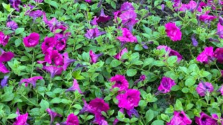 How To Invigorate Wave Petunias in Flower Bed👏🏻👏🏻👏🏻 [upl. by Ynitsed]