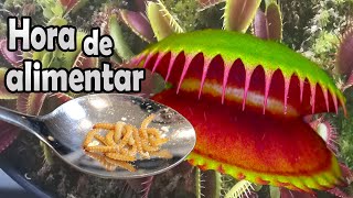 Cómo alimentar a las plantas carnívoras – Venus atrapamoscas [upl. by Remlap397]