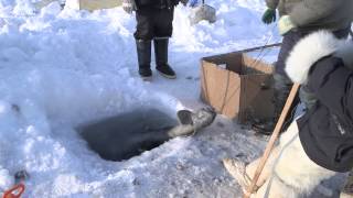 Polar Hunters on Greenland are becoming Fishermen [upl. by Eissolf]