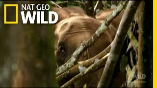 Forest Elephants  Nat Geo Wild [upl. by Asuncion]