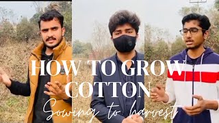 How To Grow Cotton Crop  Sowing to Harvest  Complete Vedio  By Scholars  UAF [upl. by Johann]