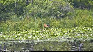 Deer Stops By Sapsucker Woods Pond – June 27 2019 [upl. by Hose]