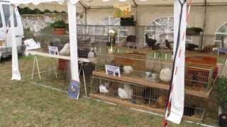 Présentations de mes poules à la foire agricole de Coulombs en Valois le 08092013 [upl. by Lyrrad]