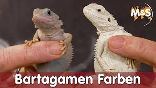 Neue Bartagamen Farben  Combos  Gibt es Albino  Pogona vitticeps [upl. by Smada]