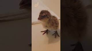 This is What a Healthy Japanese Coturnix Quail Chick Sounds Like Shorts [upl. by Zoilla]