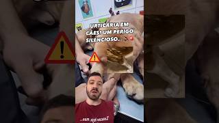 Urticária em cães O que é isso [upl. by Noreg]