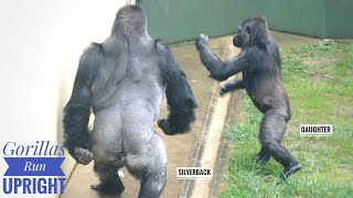 Silverback Gorilla Wants To Be by His Daughters Side  The Shabani Group [upl. by Sievert]