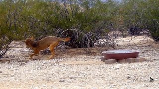 Coyote surprised by snake [upl. by Carleton]