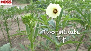 Should You Prune or quotWhoopquot Your Okra Plants [upl. by Liuka]