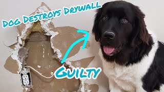 Dog Gets in Trouble for Destroying Drywall  Dog Shaming [upl. by Nissie]