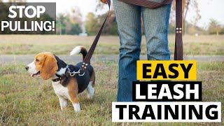 How to Leash Train your Beagle The Right Way [upl. by Laurinda]