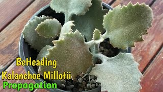 Kalanchoe Millotii Propagation [upl. by Ardnnek]