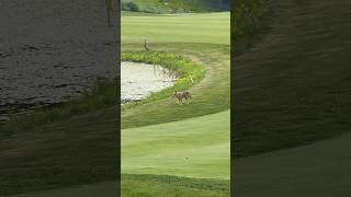 Rabid Coyote on the golf course [upl. by Bonaparte547]